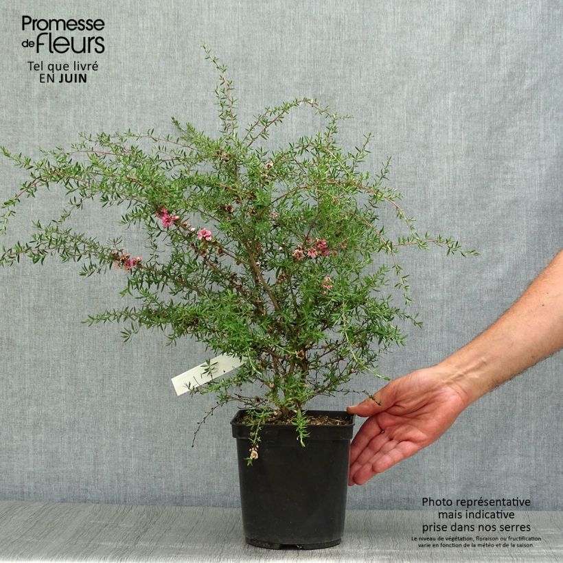 Exemplar von Leptospermum scoparium Coral candy - Steinsame Topf mit 2L/3L wie im Sommer geliefert