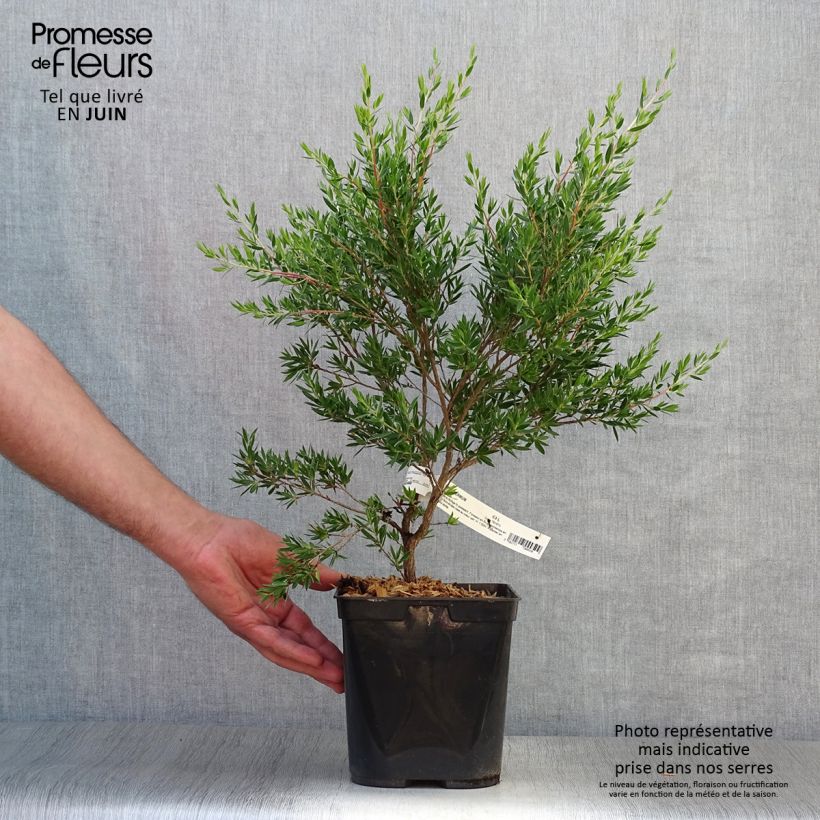 Exemplar von Leptospermum Karo Pearl Star - Steinsame Topf mit 2L/3L wie im Sommer geliefert