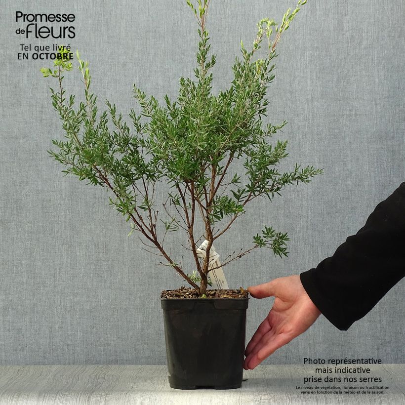 Exemplar von Leptospermum Karo Pearl Star - Steinsame Topf mit 2L/3L wie im Herbst geliefert