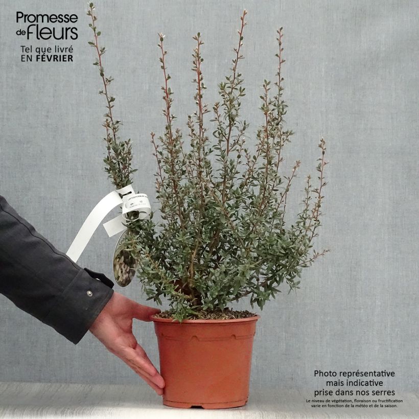 Exemplar von Leptospermum lanigerum Silver Sheen - Steinsame Topf mit 2L/3L wie im Winter geliefert