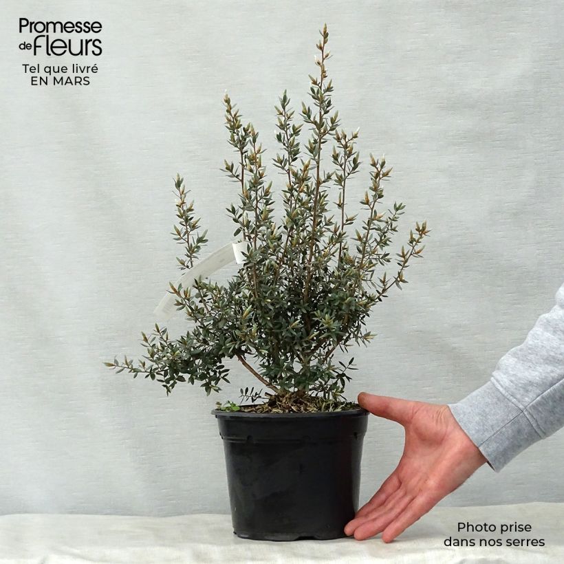 Exemplar von Leptospermum lanigerum Silver Sheen - Steinsame Topf mit 2L/3L wie im Frühjahr geliefert