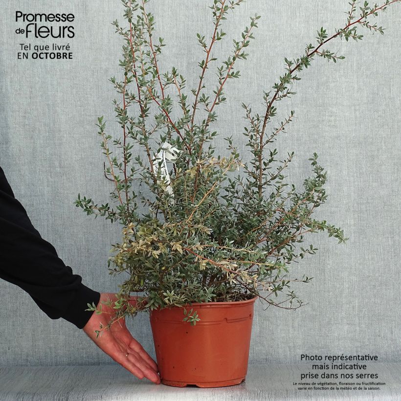 Exemplar von Leptospermum lanigerum Silver Sheen - Steinsame Topf mit 2L/3L wie im Herbst geliefert