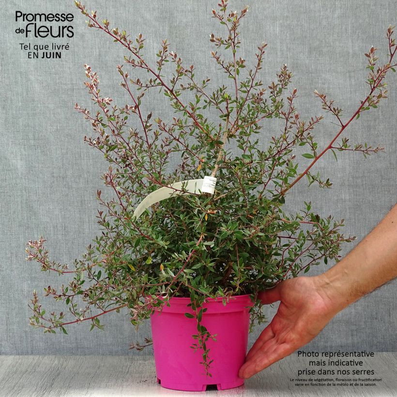 Exemplar von Leptospermum lanigerum Mesmer Eyes - Steinsame Topf mit 2L/3L wie im Sommer geliefert