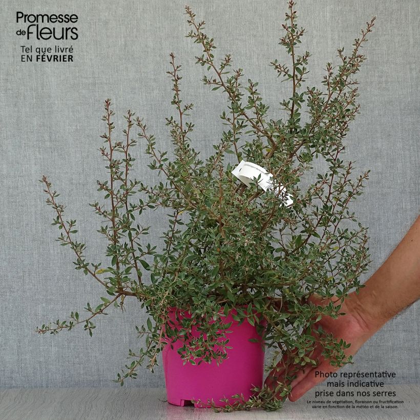 Exemplar von Leptospermum lanigerum Mesmer Eyes - Steinsame Topf mit 2L/3L wie im Herbst geliefert