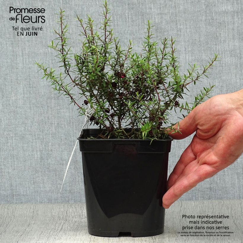 Exemplar von Leptospermum scoparium Crimson Glory - Steinsame Topf mit 3L/4L wie im Sommer geliefert