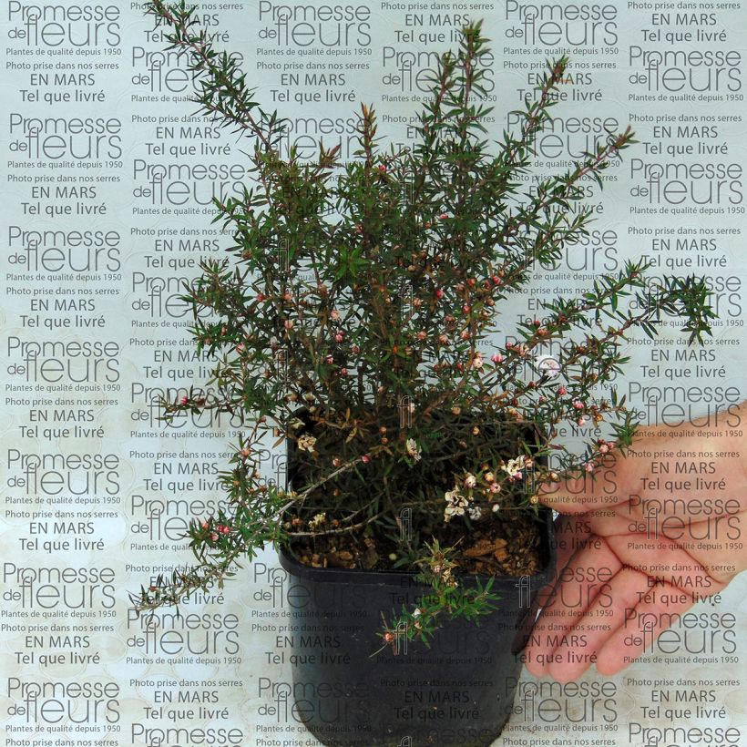 Beispiel eines Exemplars von Leptospermum scoparium Jubilee - Steinsame Topf mit 2L/3L wie geliefert