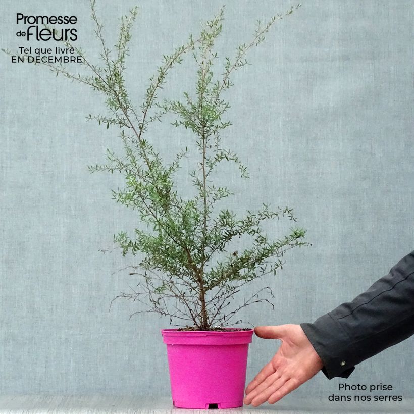 Exemplar von Leptospermum scoparium Martini - Steinsame Topf mit 2L/3L wie im Winter geliefert