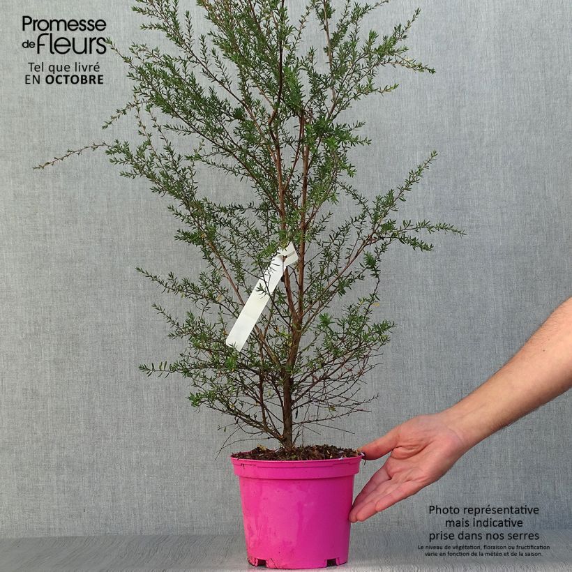 Exemplar von Leptospermum scoparium Martini - Steinsame Topf mit 2L/3L wie im Herbst geliefert