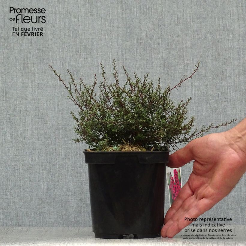 Exemplar von Leptospermum scoparium Nanum Kiwi - Steinsame Topf mit 2L/3L wie im Herbst geliefert