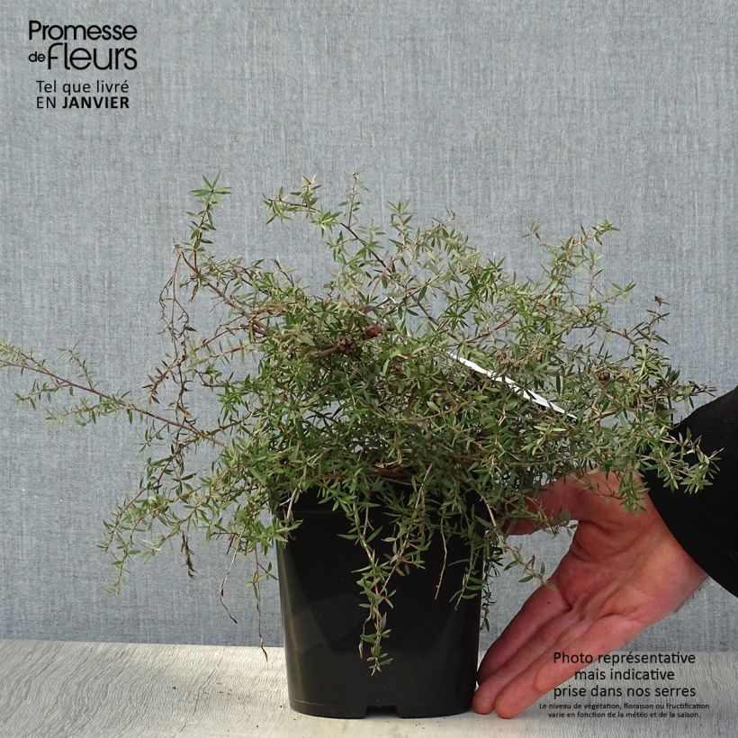 Exemplar von Leptospermum scoparium Red Falls - Steinsame Topf mit 2L/3L wie im Winter geliefert