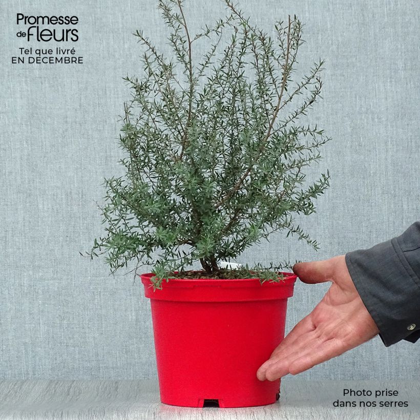 Exemplar von Leptospermum scoparium Red damask - Steinsame Topf mit 3L/4L wie im Winter geliefert
