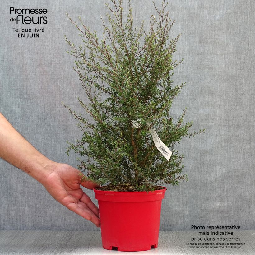 Exemplar von Leptospermum scoparium Red damask - Steinsame Topf mit 3L/4L wie im Sommer geliefert