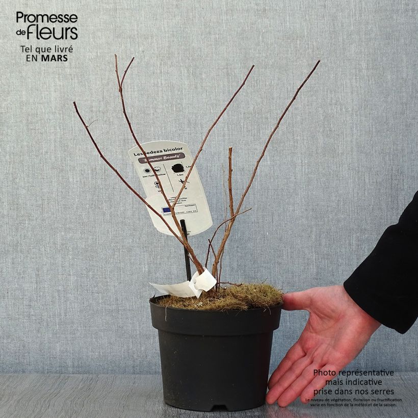 Exemplar von Lespedeza bicolor Summer Beauty - Buschklee Topf mit 3L/4L wie im Winter geliefert