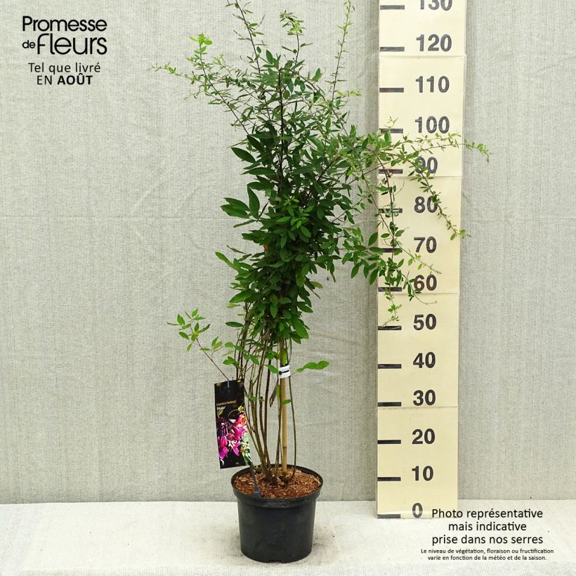 Exemplar von Lespedeza thunbergii Gibraltar - Buschklee Topf mit 2L/3L wie im Sommer geliefert