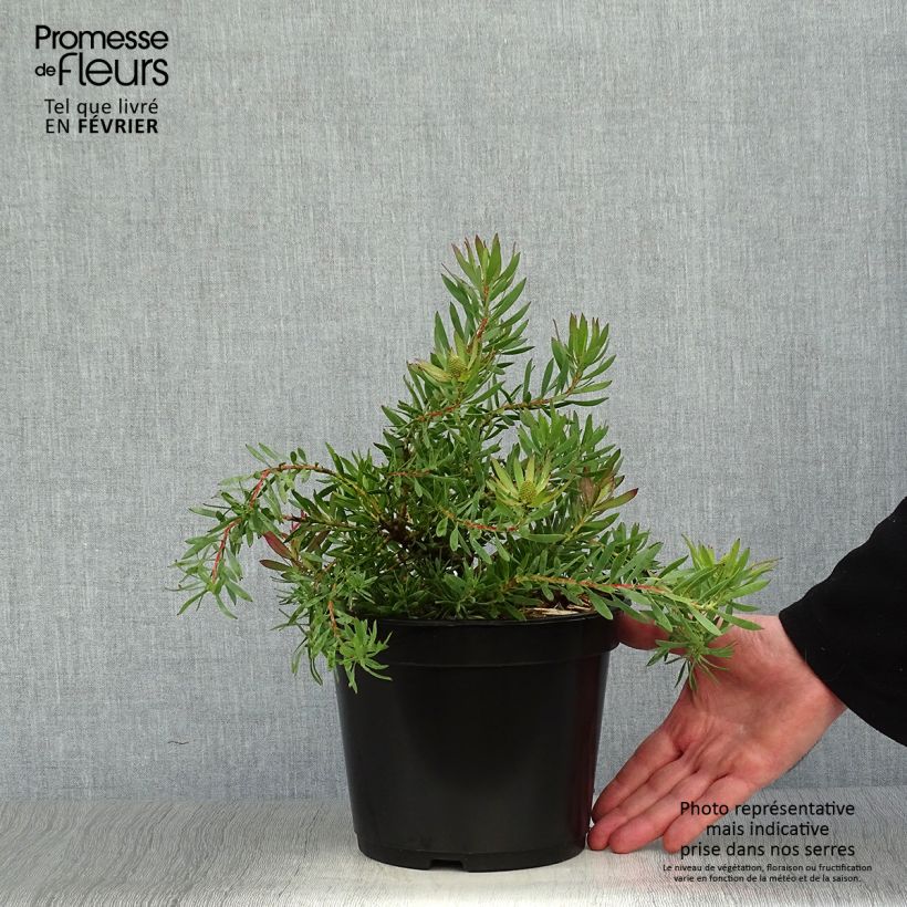 Exemplar von Leucadendron salignum Cheeky Topf mit 3L/4L wie im Winter geliefert