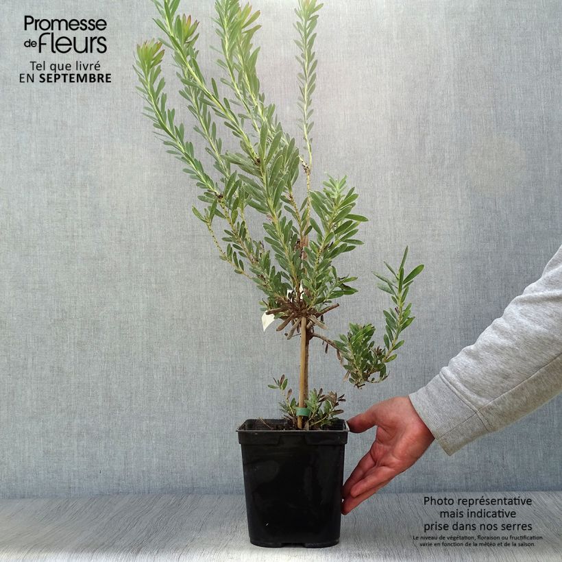 Exemplar von Leucadendron salignum Devil's Blush Topf mit 3L/4L wie im Herbst geliefert