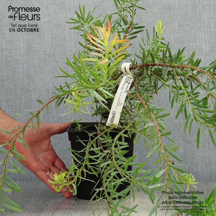 Exemplar von Leucadendron salignum Fireglow Topf mit 3L/4L wie im Herbst geliefert