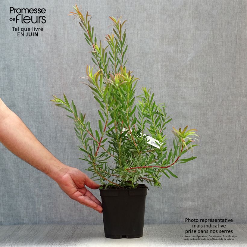 Exemplar von Leucadendron salignum Fireglow Topf mit 3L/4L wie im Sommer geliefert