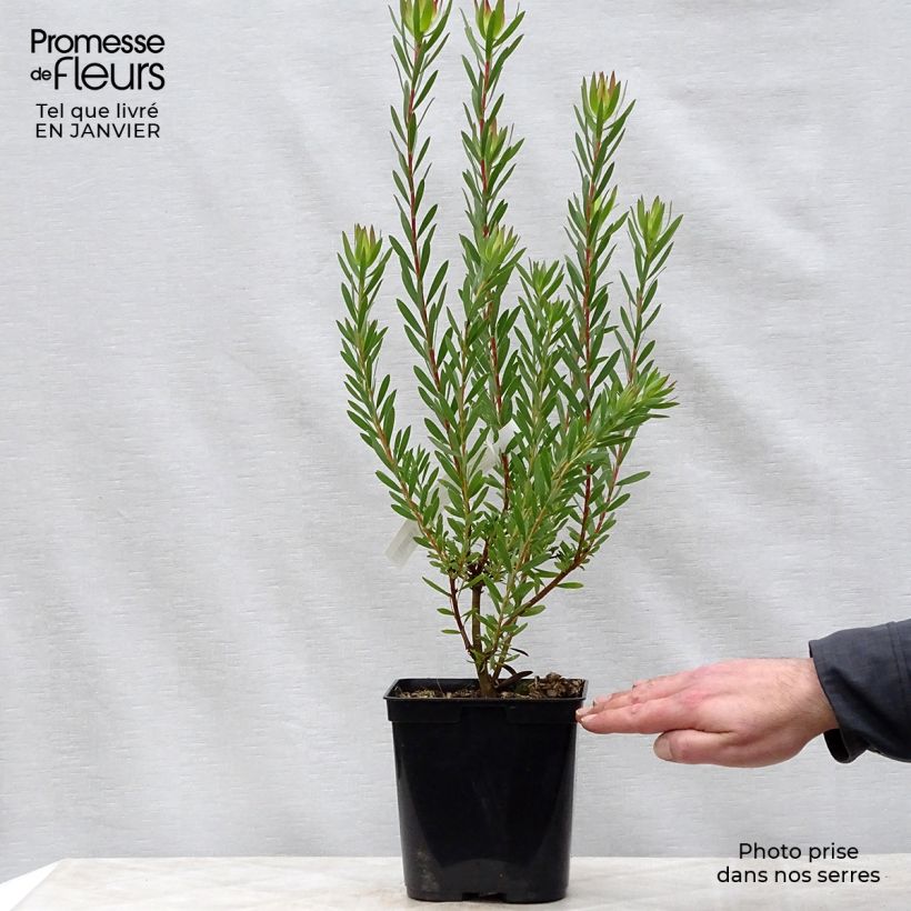 Exemplar von Leucadendron Jack Harre Topf mit 3L/4L wie im Winter geliefert