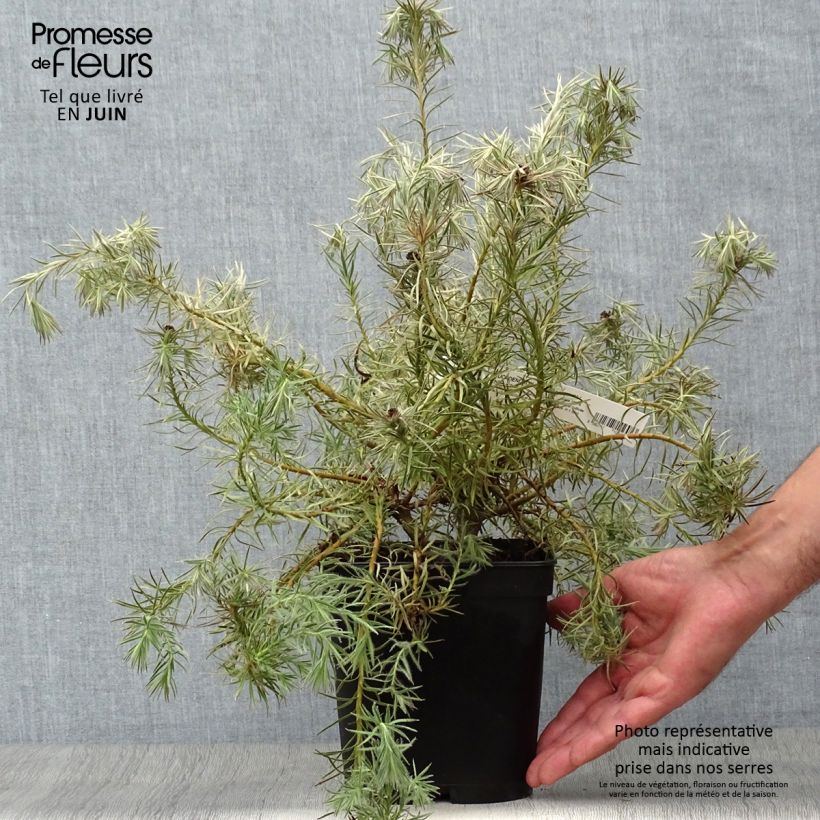 Exemplar von Leucadendron Jubilee Crown Topf mit 3L/4L wie im Sommer geliefert