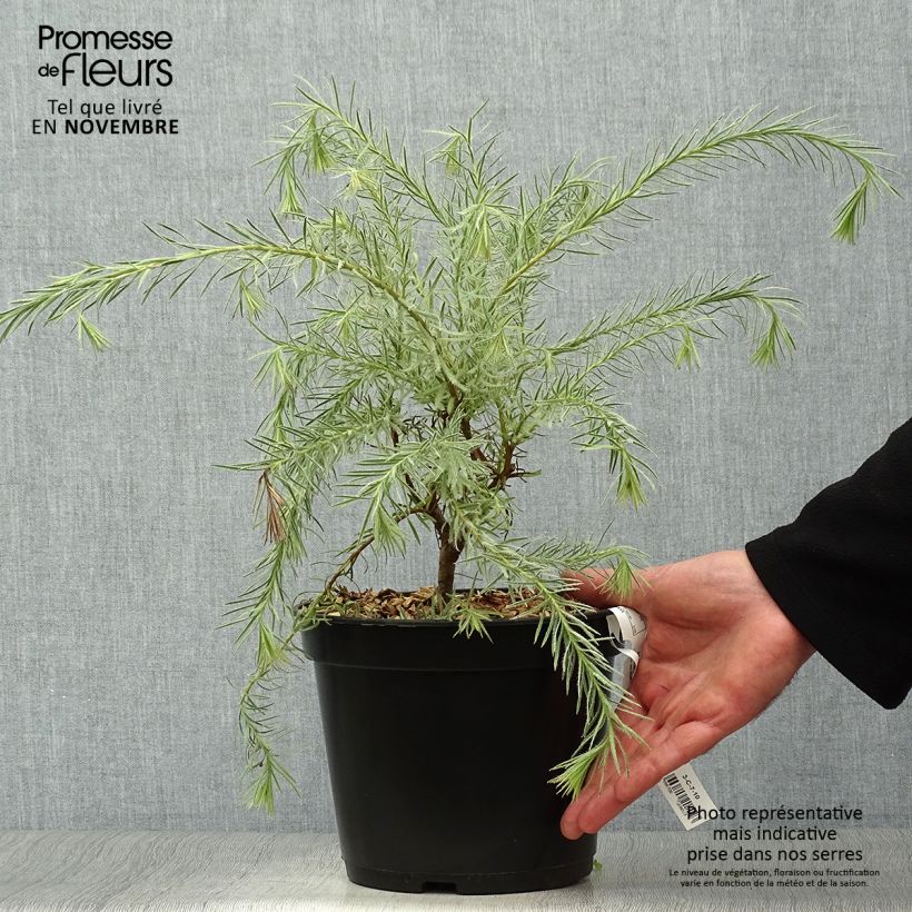 Exemplar von Leucadendron Jubilee Crown Topf mit 3L/4L wie im Herbst geliefert