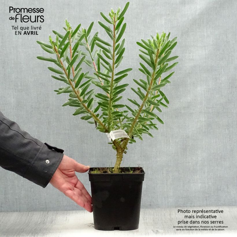 Exemplar von Leucadendron Safari Sunset Topf mit 3L/4L wie im Frühjahr geliefert