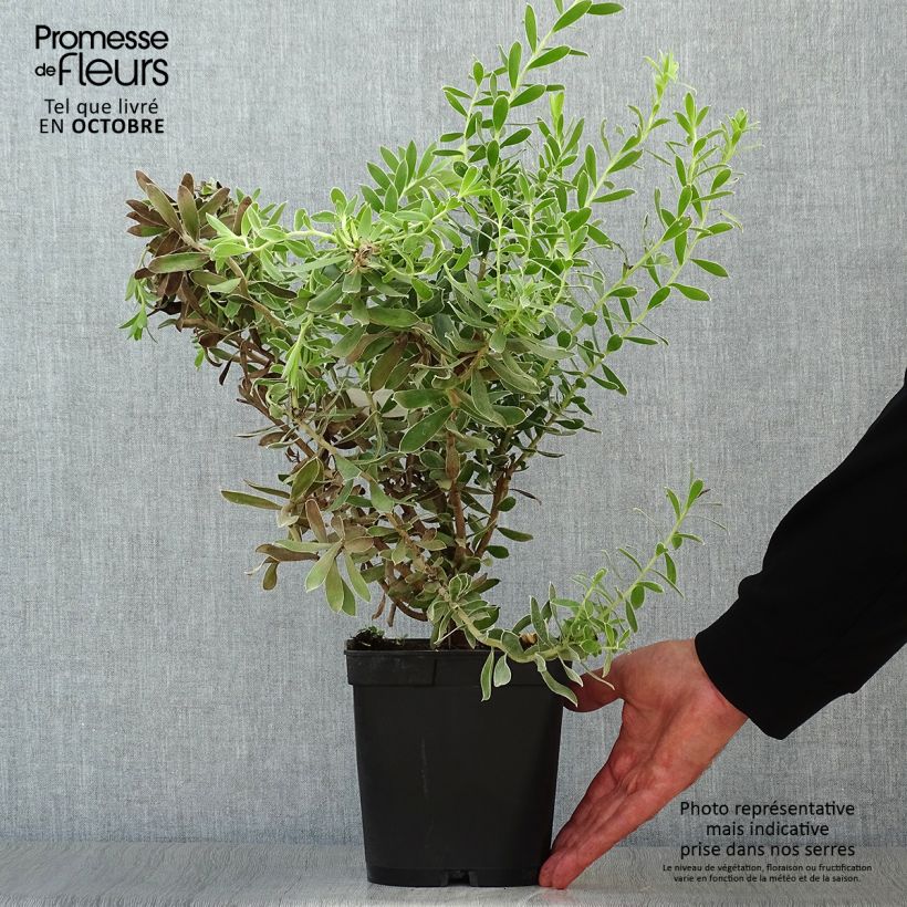 Exemplar von Leucadendron Sundance Topf mit 3L/4L wie im Herbst geliefert