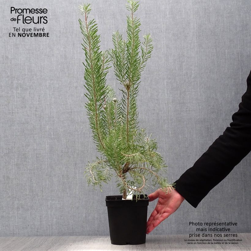 Exemplar von Leucadendron galpinii Carlin Topf mit 3L/4L wie im Herbst geliefert