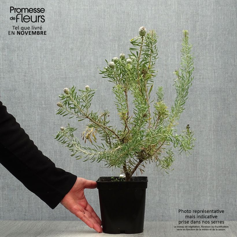 Exemplar von Leucadendron galpinii Purple Haze Topf mit 3L/4L wie im Herbst geliefert