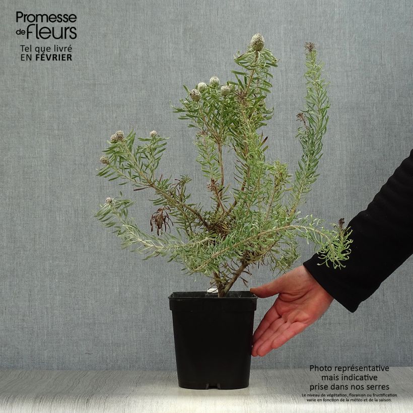 Exemplar von Leucadendron galpinii Purple Haze Topf mit 3L/4L wie im Winter geliefert