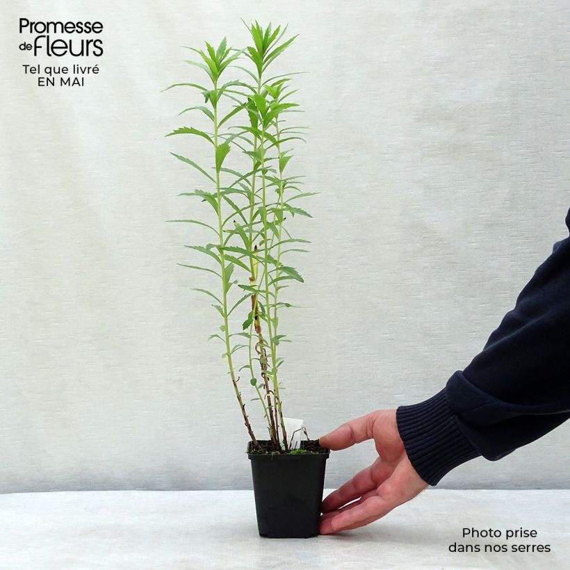 Exemplar von Leucanthemella serotina - Herbstmargerite Kleine Töpfe von 8/9 cm wie im Frühjahr geliefert