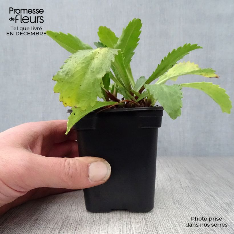 Exemplar von Großblumige Margerite Banana Cream - Leucanthemum Kleine Töpfe von 7/8 cm wie im Winter geliefert