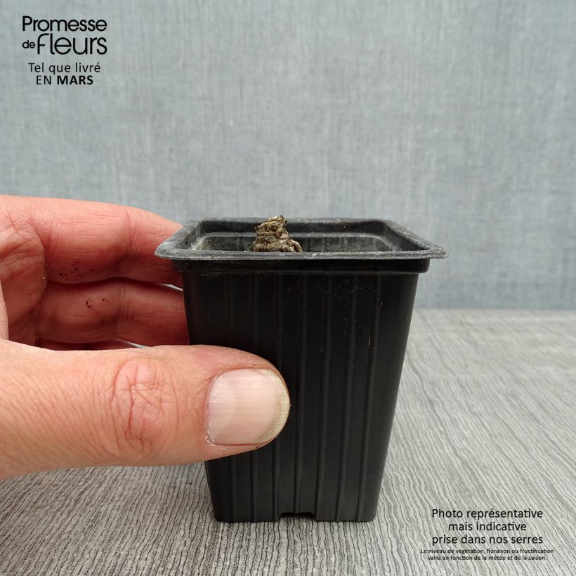 Exemplar von Großblumige Margerite Banana Cream - Leucanthemum Kleine Töpfe von 7/8 cm wie im Frühjahr geliefert