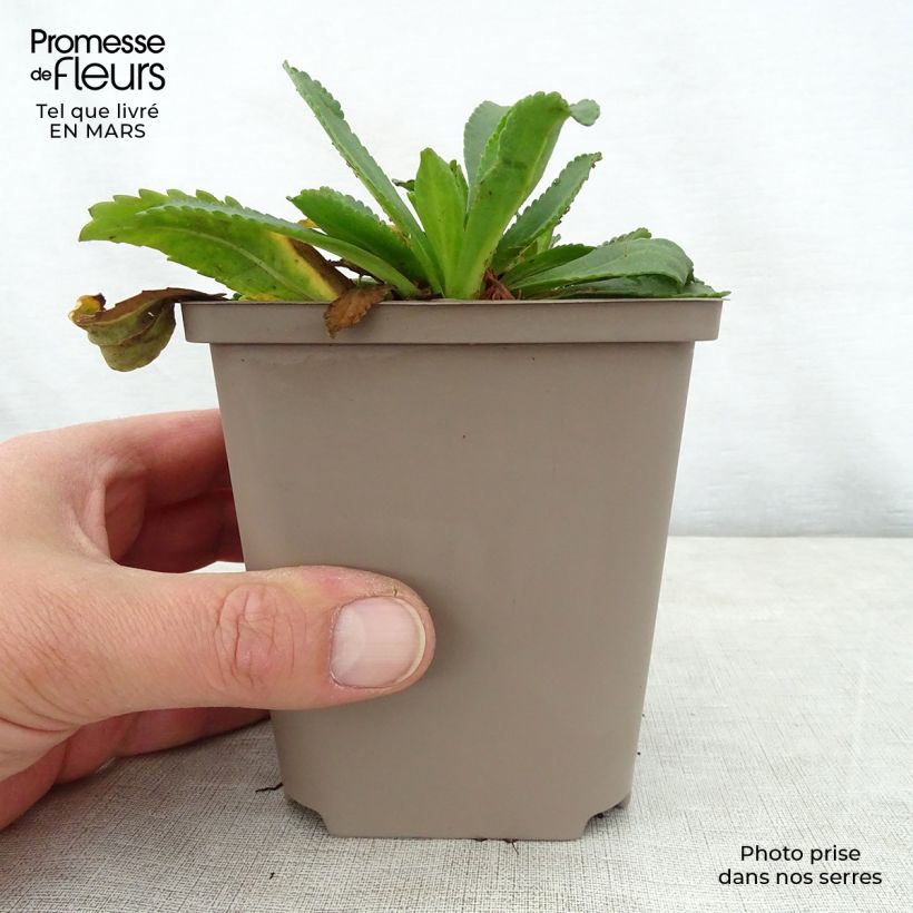 Exemplar von Großblumige Margerite Kings Crown - Leucanthemum Kleine Töpfe von 8/9 cm wie im Frühjahr geliefert