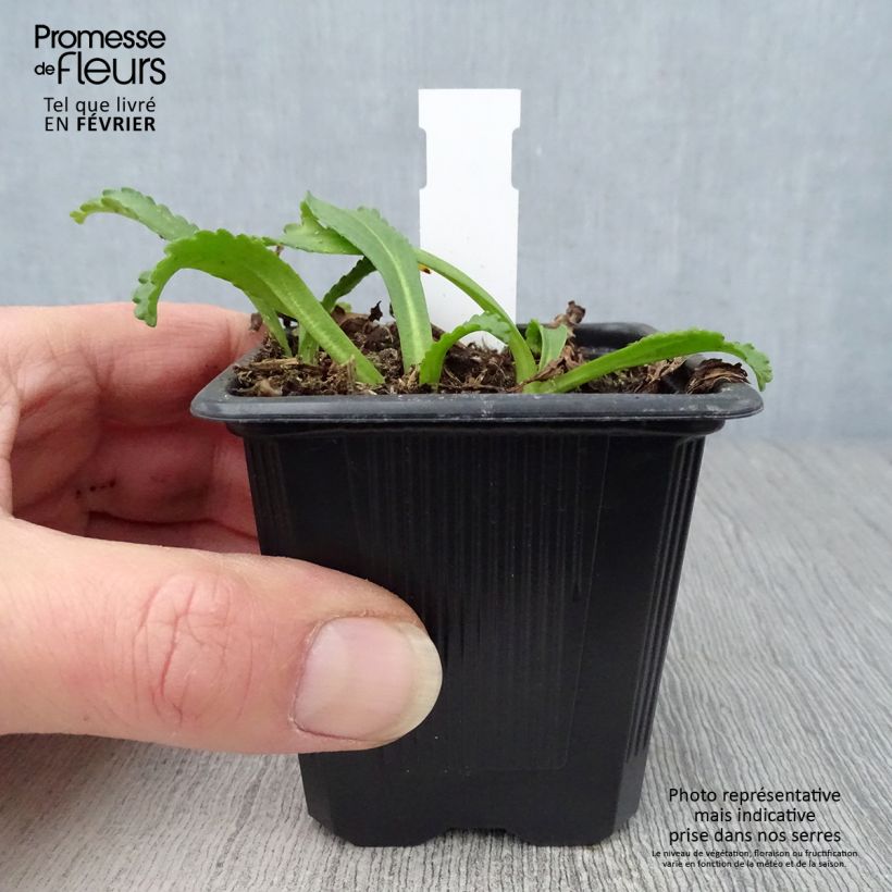 Exemplar von Großblumige Margerite Kings Crown - Leucanthemum Kleine Töpfe von 8/9 cm wie im Winter geliefert