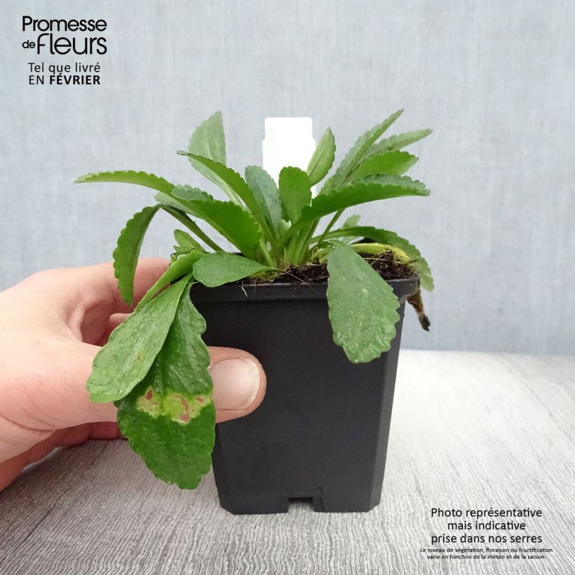 Exemplar von Großblumige Margerite Polaris - Leucanthemum Kleine Töpfe von 8/9 cm wie im Winter geliefert