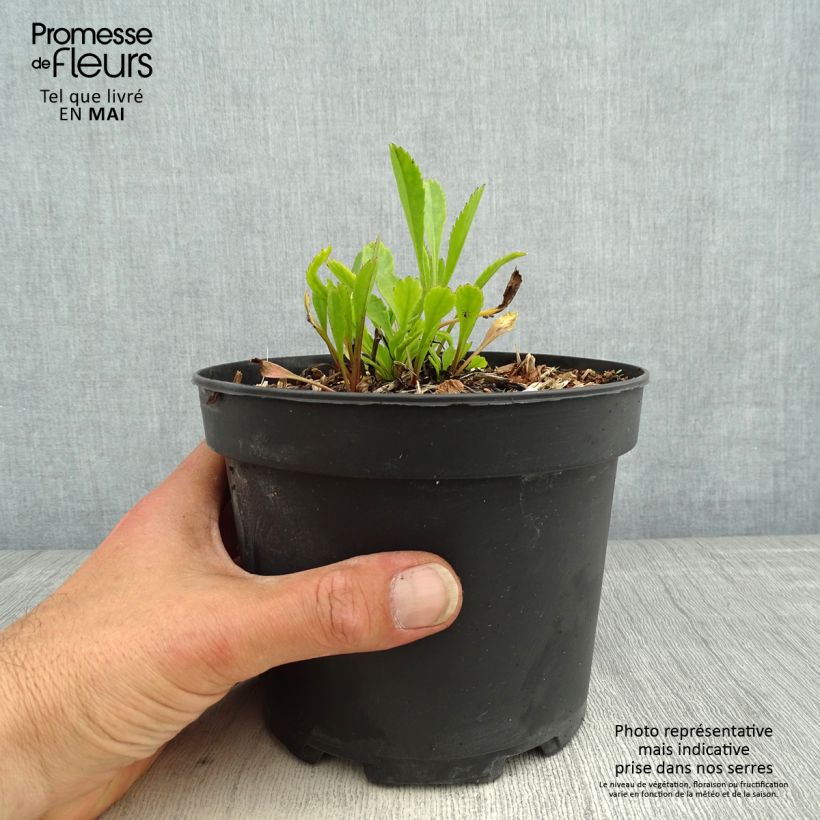 Exemplar von Großblumige Margerite Petite Princesse d'Argent - Leucanthemum Topf mit 2L/3L wie im Frühjahr geliefert