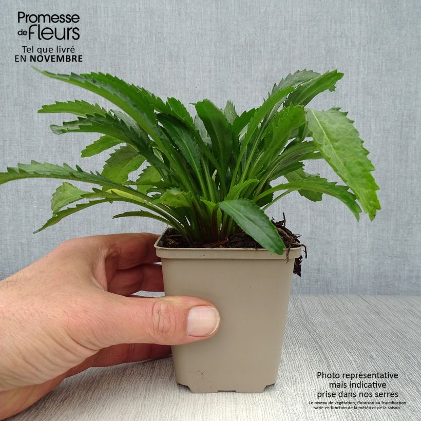 Exemplar von Großblumige Margerite Real Neat - Leucanthemum Kleine Töpfe von 8/9 cm wie im Herbst geliefert