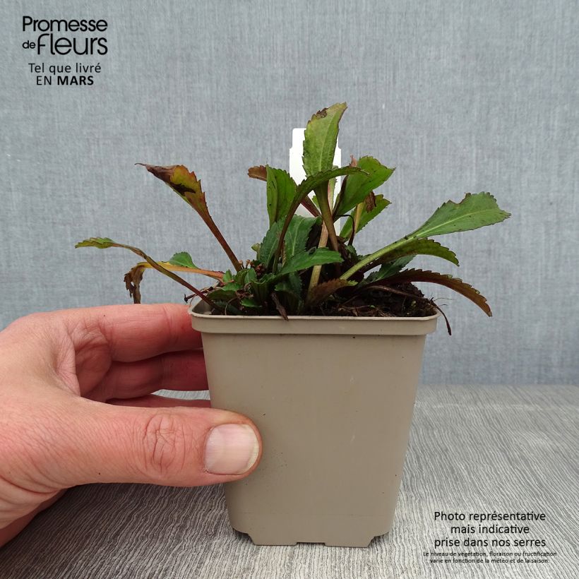 Exemplar von Großblumige Margerite Real Neat - Leucanthemum Kleine Töpfe von 8/9 cm wie im Winter geliefert