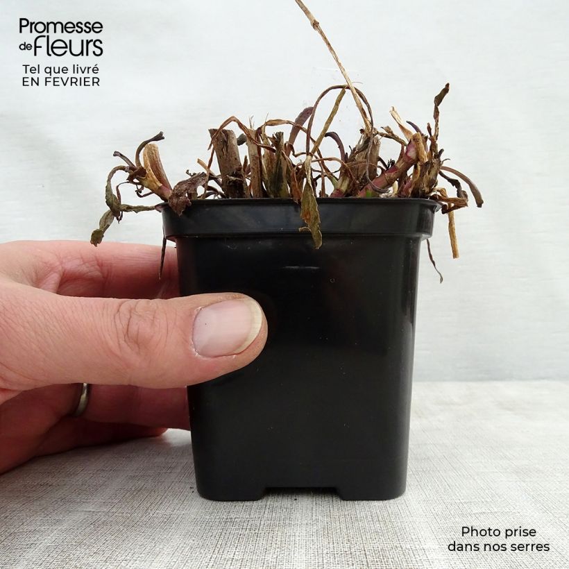 Exemplar von Großblumige Margerite Shapcott Gossamer - Leucanthemum Kleine Töpfe von 8/9 cm wie im Winter geliefert