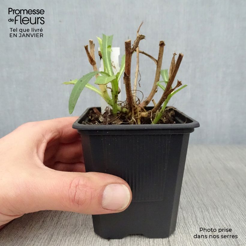 Exemplar von Großblumige Margerite Victorian Secret - Leucanthemum Kleine Töpfe von 8/9 cm wie im Winter geliefert