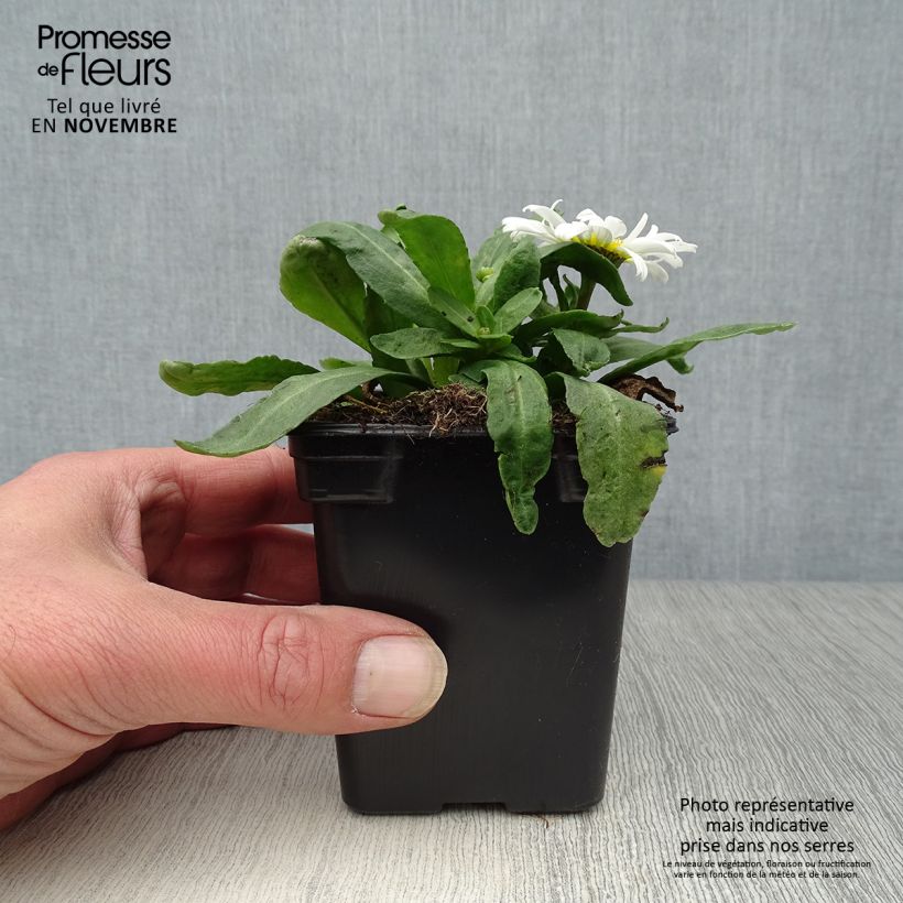 Exemplar von Großblumige Margerite Etoile d'Anvers - Leucanthemum Kleine Töpfe von 7/8 cm wie im Herbst geliefert