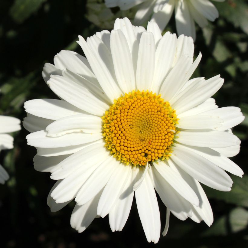 Großblumige Margerite Alaska - Leucanthemum (Blüte)