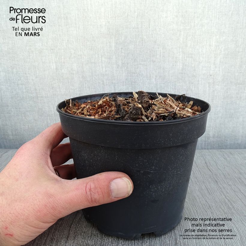 Exemplar von Großblumige Margerite Becky - Leucanthemum Topf mit 2L/3L wie im Winter geliefert