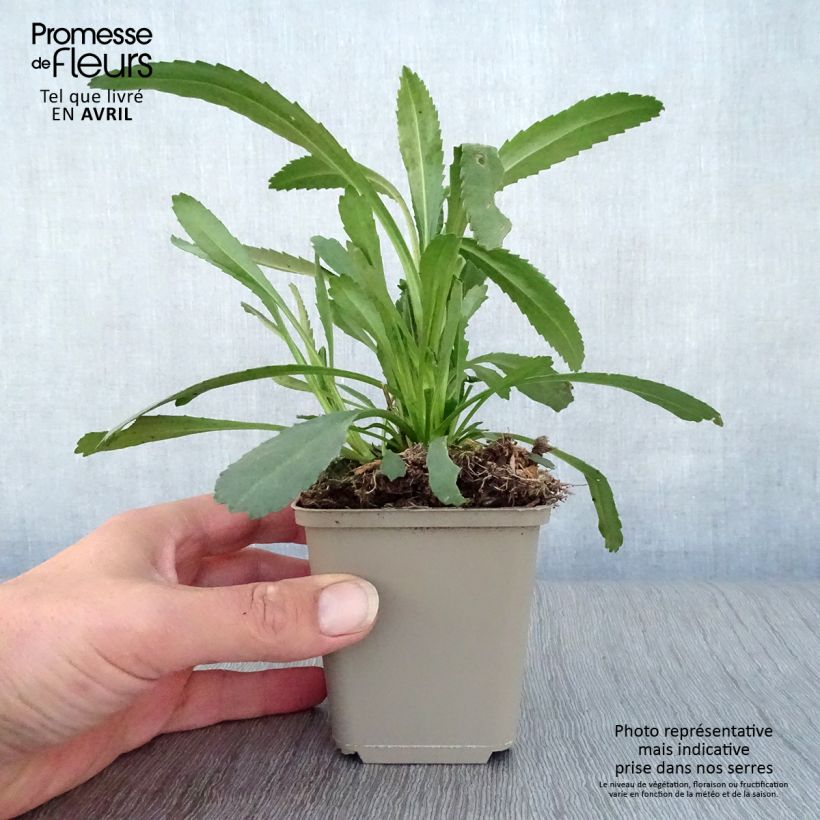 Exemplar von Großblumige Margerite Christine Hagemann - Leucanthemum Kleine Töpfe von 8/9 cm wie im Frühjahr geliefert