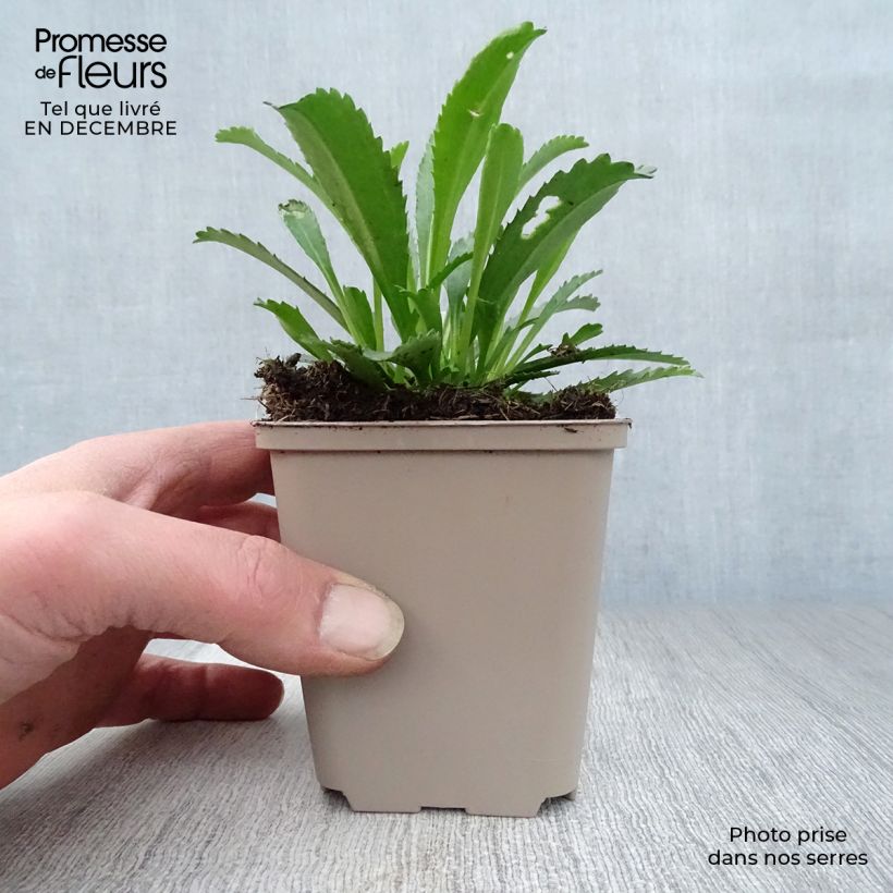 Exemplar von Großblumige Margerite Goldfinch - Leucanthemum Kleine Töpfe von 8/9 cm wie im Winter geliefert