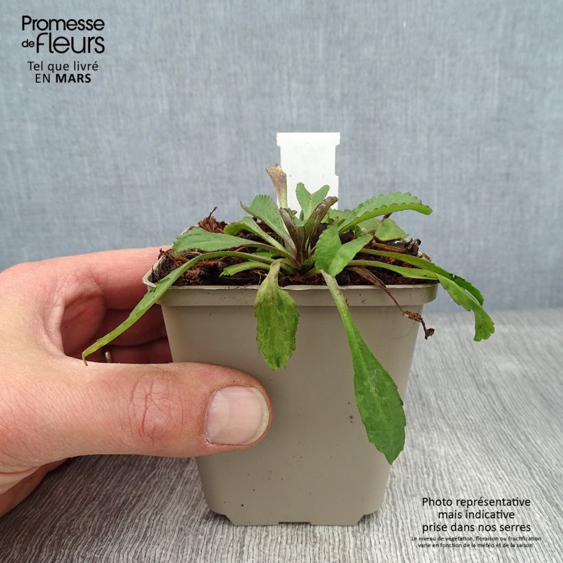 Exemplar von Großblumige Margerite Old Court - Leucanthemum Kleine Töpfe von 8/9 cm wie im Winter geliefert