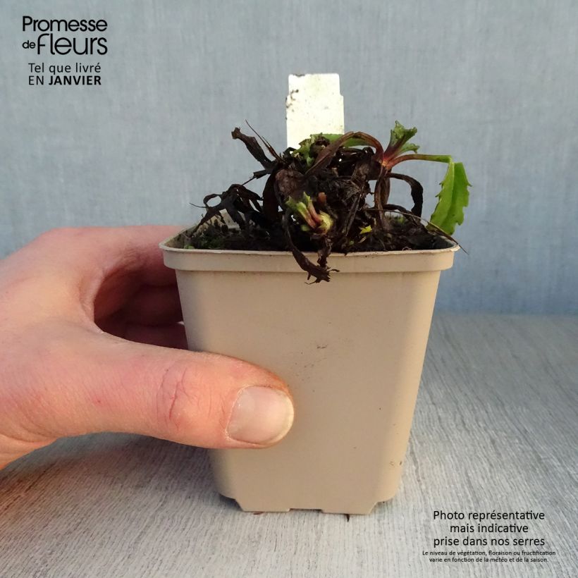 Exemplar von Großblumige Margerite Real Galaxy - Leucanthemum Kleine Töpfe von 8/9 cm wie im Winter geliefert