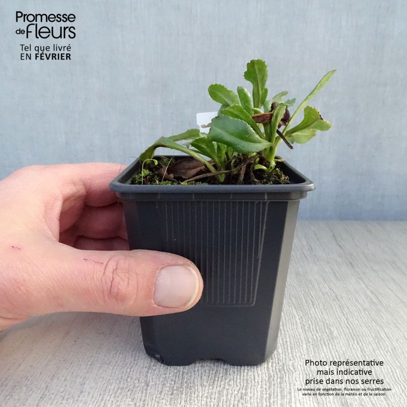 Exemplar von Großblumige Margerite Sonnenschein - Leucanthemum Kleine Töpfe von 8/9 cm wie im Winter geliefert