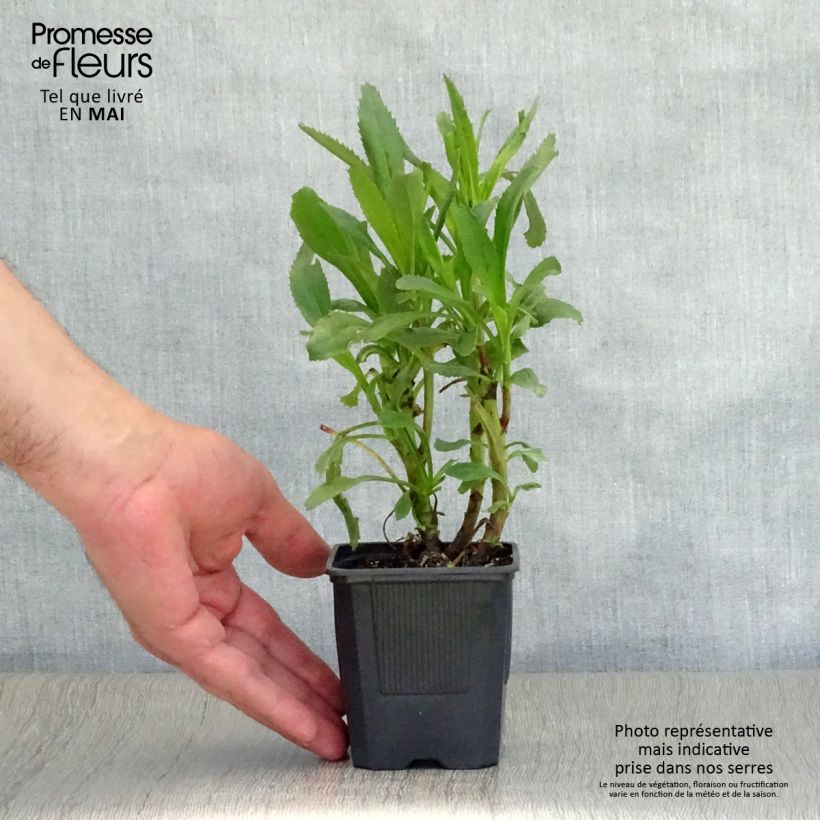 Exemplar von Großblumige Margerite Sonnenschein - Leucanthemum Kleine Töpfe von 8/9 cm wie im Frühjahr geliefert